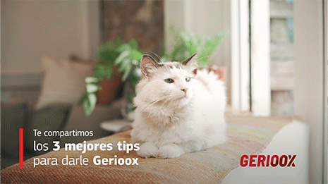 Tips para darle Gerioox a tu mascota